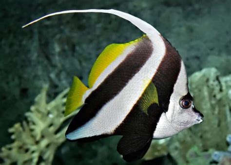 black and white angelfish saltwater